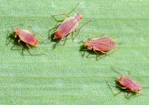 Aphids, 