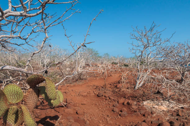 sendero de arena en la isla de seymour del norte, isla galápagos, ecuador, américa del sur. - 1614 fotografías e imágenes de stock