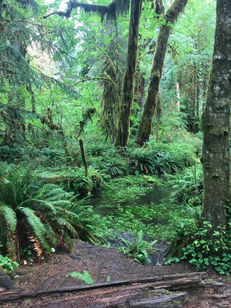 istock Woods in the summer 1166226230