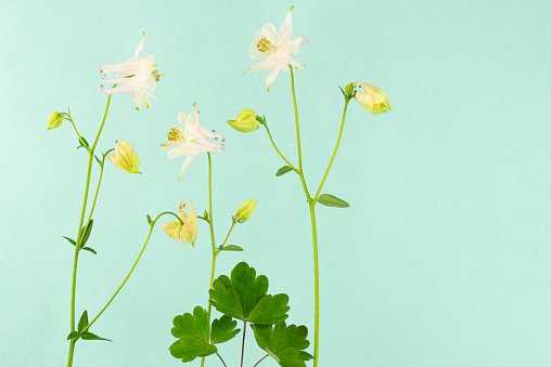 Studio shot of white aquilegia flowers on a turquoise colored background.

Aquilegia is also know as columbine and granny’s bonnet.

The ancient Greeks and Romans attributed this plant to Aphrodite, the goddess of love. Other meanings include:
The fool – due to its resemblance to a court jester’s hat
Three flowers in one composition symbolizes faith, hope and love

In Victorian times it symbolized being decided to win.