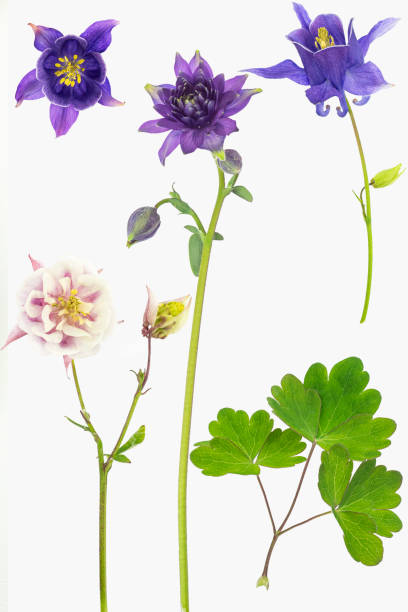 istock Four aquilegia flowers 1166227709