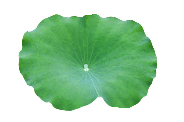 istock Lotus leaf isolate on a white background. File contains with clipping path. 1166227907