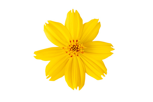 Selective focus Yellow flower, Cosmos flower isolated on a white background. File contains with clipping path.