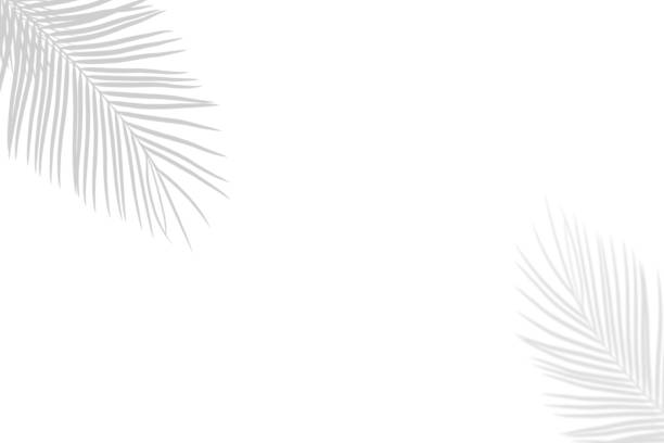 istock Abstract shadow black white palm leaves on white wall background or backdrop 1166227941