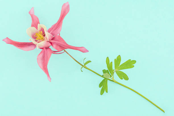 istock Pink and turquoise aquilegia composition 1166227959