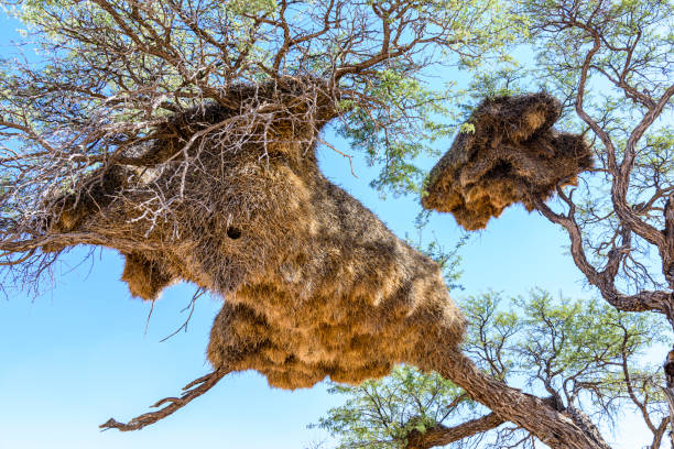 istock Weaver bird nests hanging from branches of an acacia tree, Namibia 1166228219