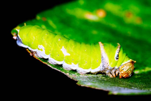 istock Papilio Demoleus caterpillar (Lemon butterfly) 1166229234