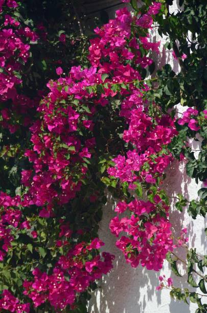 istock Buganvilla through the streets of El Rocio, Huelva 1166229294