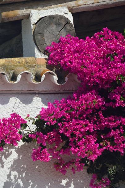 istock Buganvilla through the streets of El Rocio, Huelva 1166229349