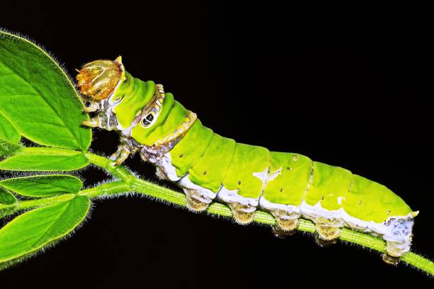 Close-up of a vibrant green caterpillar with black and orange spines, resting on a metallic surface, with a blurred natural background