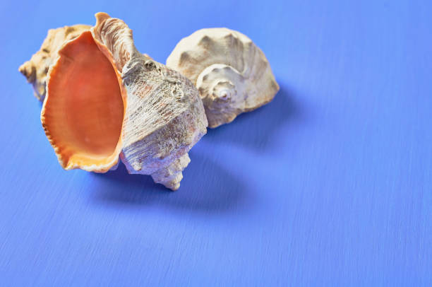 istock Set of three beautiful empty seashells on blue scratched concrete. Space for text 1166229942