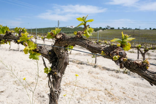 Vineyard shot trellised New harvest vineyard shot of Pedro Ximenez variety at sunny Cordoba with albariza (chalky) soil sherry stock pictures, royalty-free photos & images