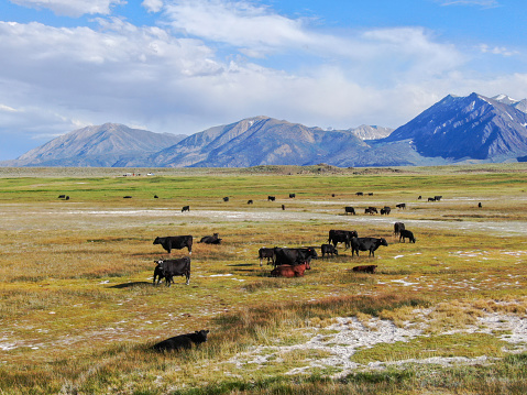 Aerial view of herd of cows in green meadow with mountain on the background. Cows cattle grazing on a mountain pasture next the Lake Crowley, Eastern Sierra, Mono County, California, USA.