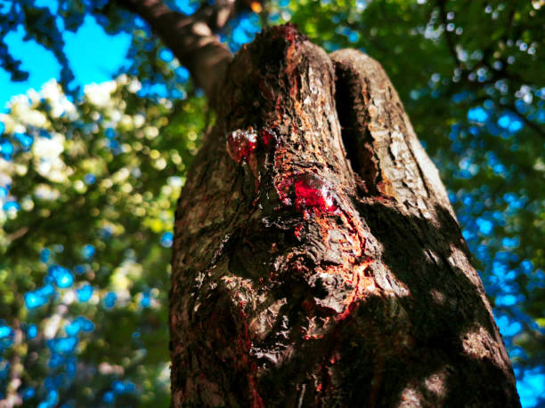 red tree resin close up - tree resin imagens e fotografias de stock