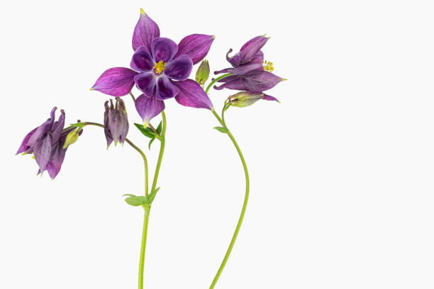 Studio shot of aquilegia 3 purple columbine flowers on a white background.\n\nAquilegia is also know as columbine and granny’s bonnet.\n\nThe ancient Greeks and Romans attributed this plant to Aphrodite, the goddess of love. Other meanings include:\nThe fool – due to its resemblance to a court jester’s hat\nThree flowers in one composition symbolizes faith, hope and love\n\nIn Victorian times it symbolized being decided to win.
