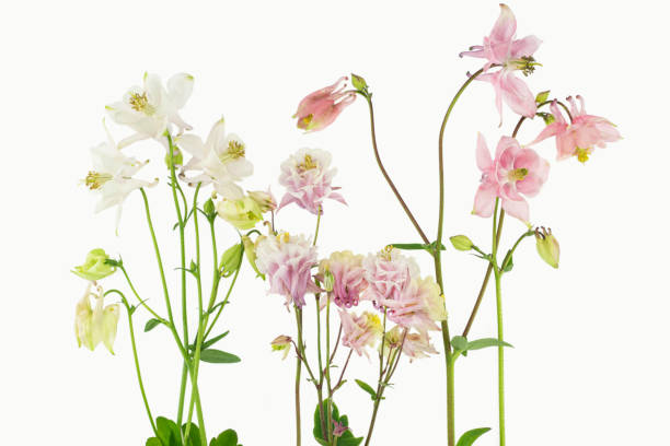 istock Pale pink and white columbine flowers 1166237140