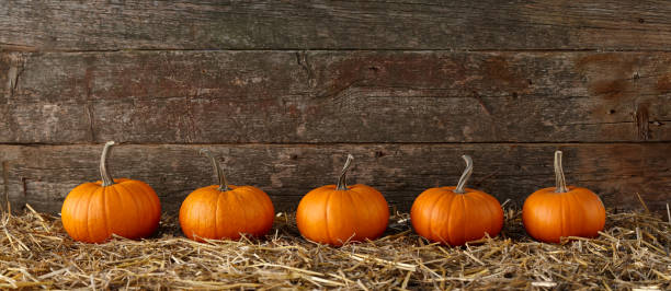 istock Orange halloween pumpkins on stack of hay or straw 1166237212