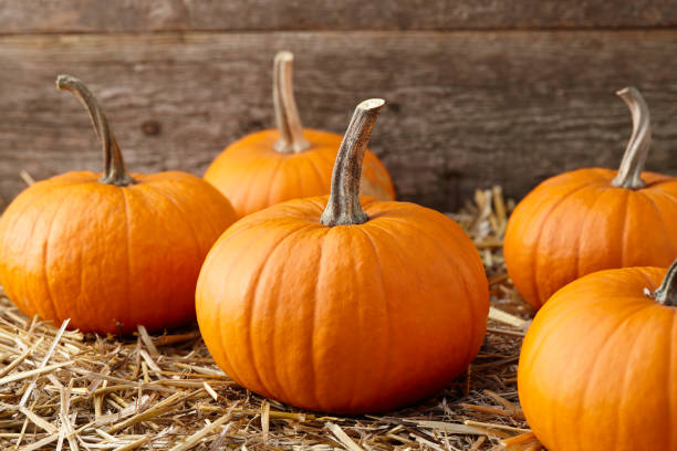 istock Orange halloween pumpkins on stack of hay or straw 1166237245