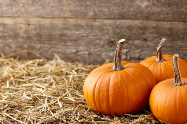 istock Orange halloween pumpkins on stack of hay or straw 1166237257