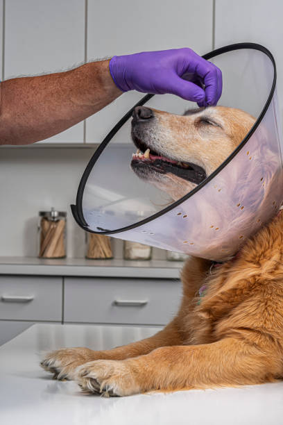istock Doctor comforting a dog wearing an E-Collar in veterinary office 1166237265