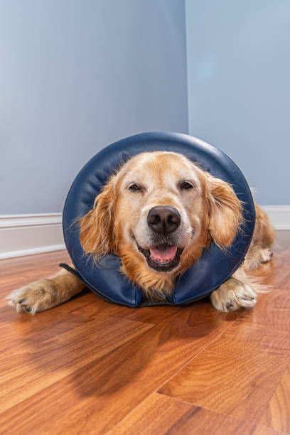 istock Golden Retriever wearing inflatable E-Collar lying down inside a home 1166237359