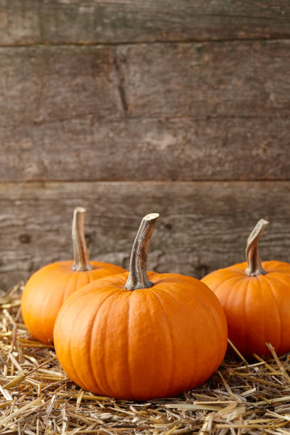 istock Orange halloween pumpkins on stack of hay or straw 1166237407
