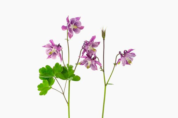 istock Fresh purple columbines 1166237425