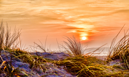 Marram grass on a dune at the Baltic Sea