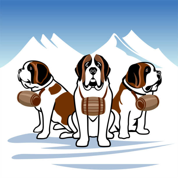 ilustrações, clipart, desenhos animados e ícones de st. bernards, cães de salvamento alpinos - dog first aid first aid kit winter