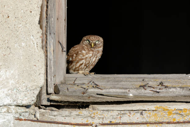 istock Little Owl (Athene noctua). Wild bird 1166244277