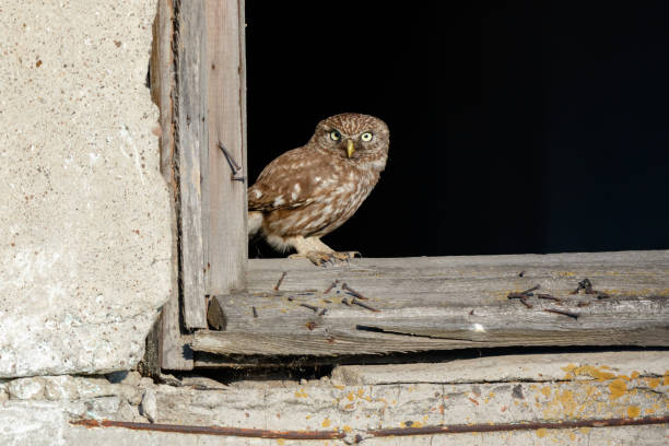 istock Little Owl (Athene noctua). Wild bird 1166244297