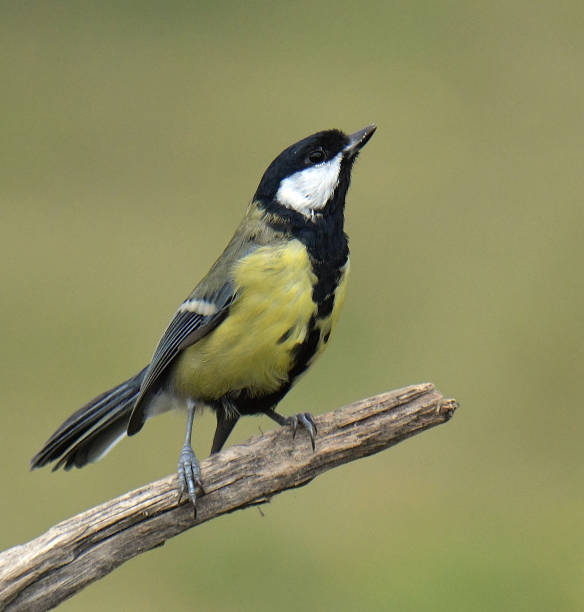 istock Nuthatch, Great Tit, Juvenile Great Spotted Woodpecker and Blue Tit in flight and perching 1166244307