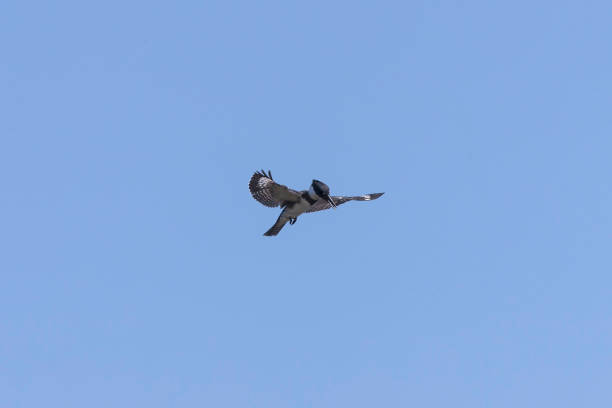 istock The belted kingfisher (Megaceryle alcyon) 1166244308