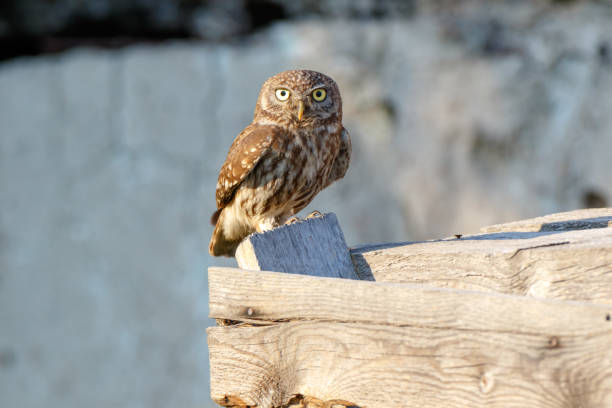 istock Little Owl (Athene noctua). Wild bird 1166244319