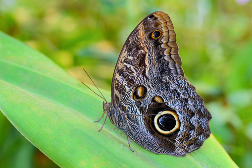Exotic Yellow-edged Giant Owl butterfly Caligo on leaf in Amazonian tropical forest