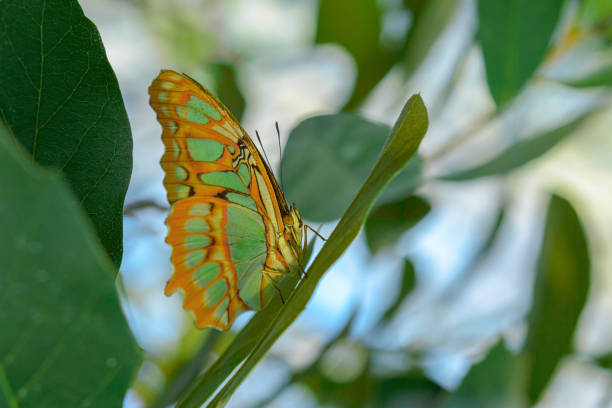 Tropical exotic Malachite butterfly or Siproeta stelenes sitting on the leaf in Amazon rainforest