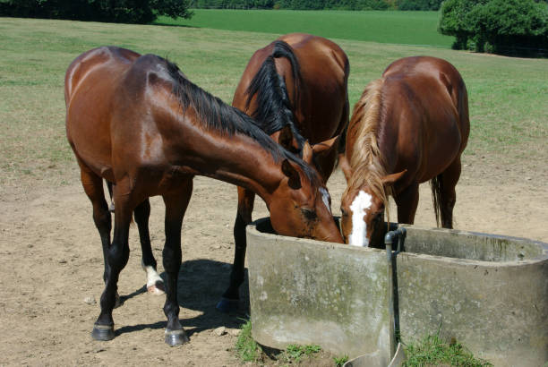 istock Horses on a warm summer day 1166245909