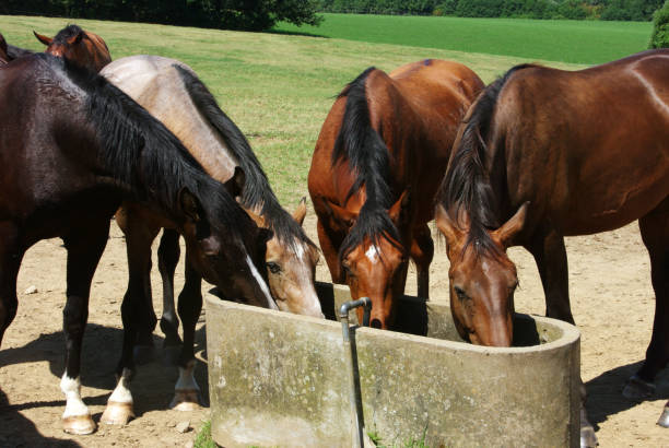 istock Horses on a warm summer day 1166246705