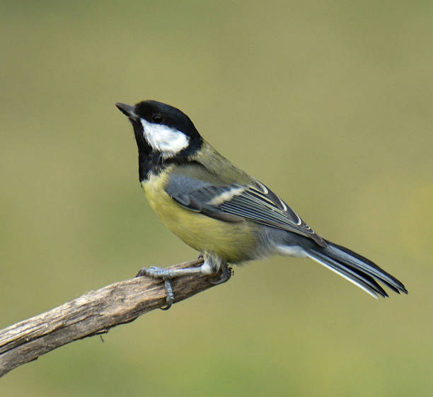 istock Nuthatch, Great Tit, Juvenile Great Spotted Woodpecker and Blue Tit in flight and perching 1166246891