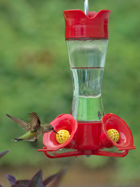 istock Rubby Throated Femaile Hummingbird Feeding 1166247097