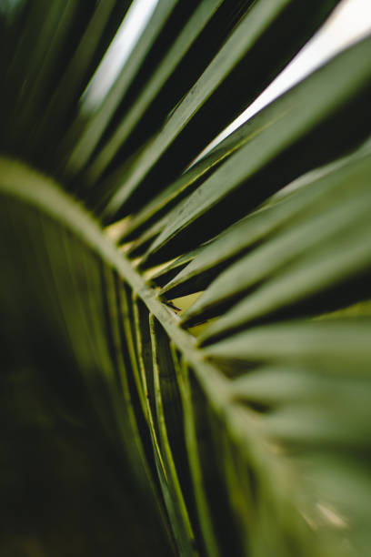 istock Shady close-up of a palm tree's leaf in a shadow. 1166249980