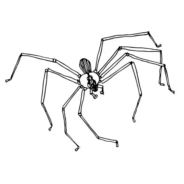 Vector illustration of Brown Recluse Spider Doodle