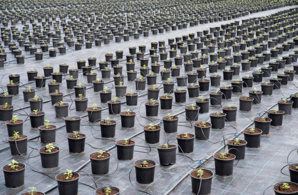 container flower garden.  rrClick here to view my other flower and plant images:
