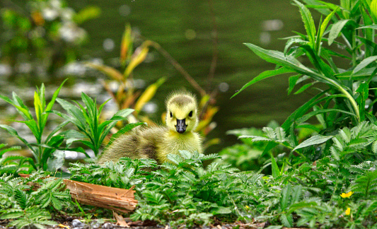 Cute Canada goose gosling peeks out from grass near pond