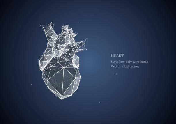 Heart. Low poly wireframe style. Technology and innovation in medicine. Abstract illustration isolated on dark blue background. Particles are connected in a geometric silhouette. Heart. Low poly wireframe style. Technology and innovation in medicine. Abstract illustration isolated on dark blue background. Particles are connected in a geometric silhouette. human heart sketch stock illustrations