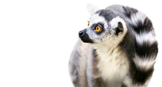 cute animal lemur looks with surprised eyes on a white background