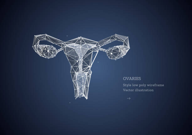 istock Ovaries. Low poly wireframe style. Female reproductive organs uterus and ovaries health care. Abstract illustration isolated on dark blue background. Particles are connected in a geometric silhouette 1166252246