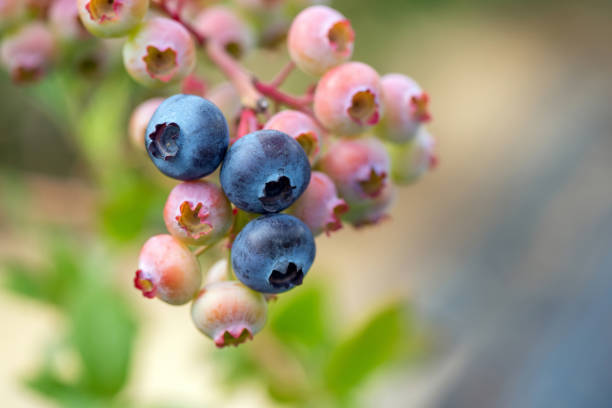 istock Fresh organic blueberries on the bush 1166252579