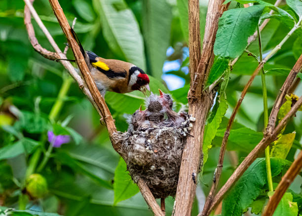 European goldfinch (Carduelis carduelis) nest with chicks - London, United Kingdom European goldfinch (Carduelis carduelis) nest with chicks - London, United Kingdom gold finch photos stock pictures, royalty-free photos & images