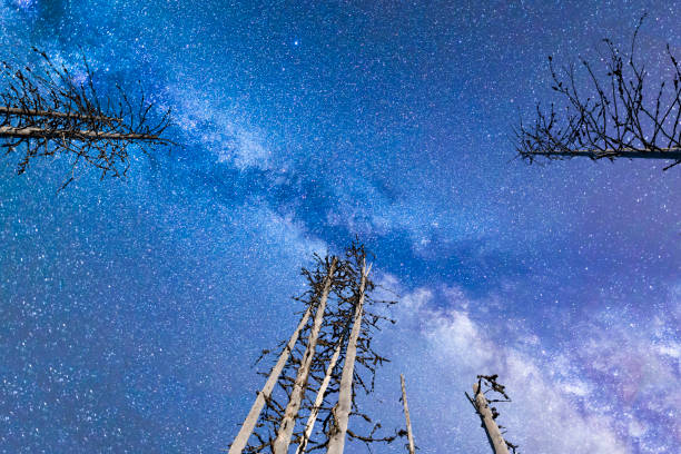 istock Blue Milky way falling stars pine trees illuminated 1166254545